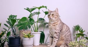 plantes sans danger pour les animaux
