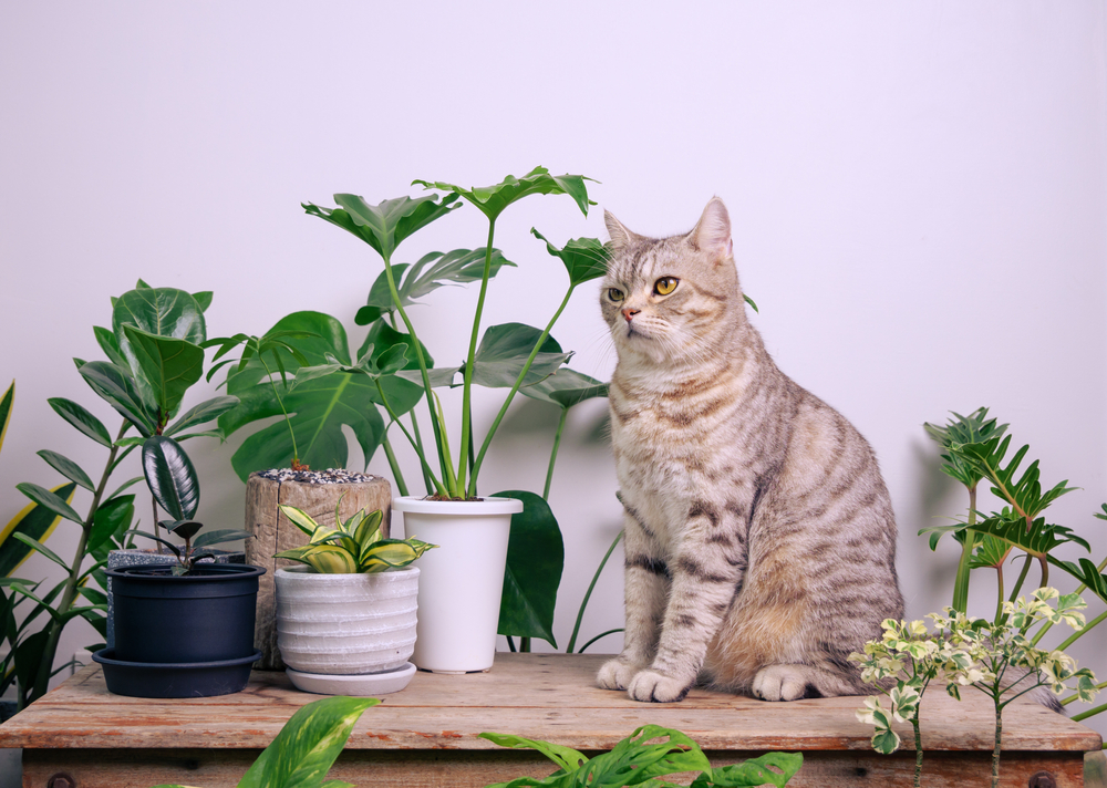 plantes sans danger pour les animaux